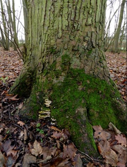 Between buttress roots on sycamore in Bedfordshire, UK 